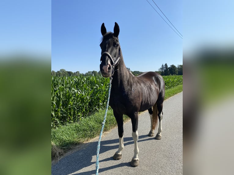 Tennessee walking horse Merrie 18 Jaar 150 cm Gevlekt-paard in Pocking