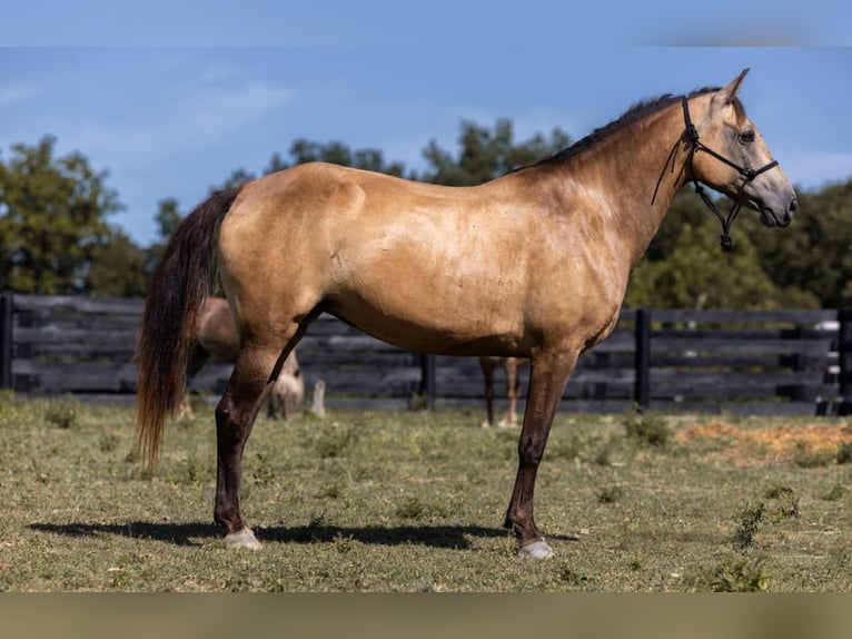 Tennessee walking horse Merrie 18 Jaar 155 cm Buckskin in Wallingford KY
