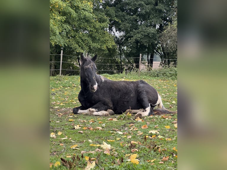 Tennessee walking horse Merrie 19 Jaar 150 cm Gevlekt-paard in Pocking