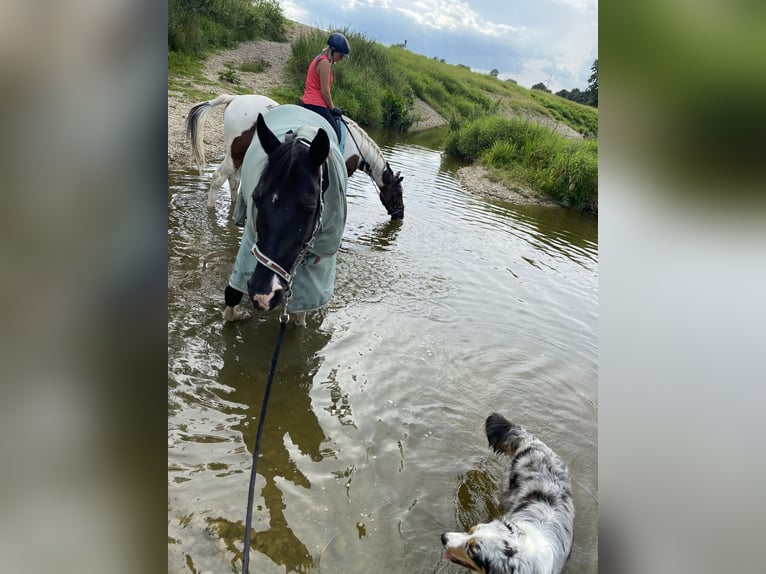 Tennessee walking horse Merrie 19 Jaar 150 cm Gevlekt-paard in Pocking
