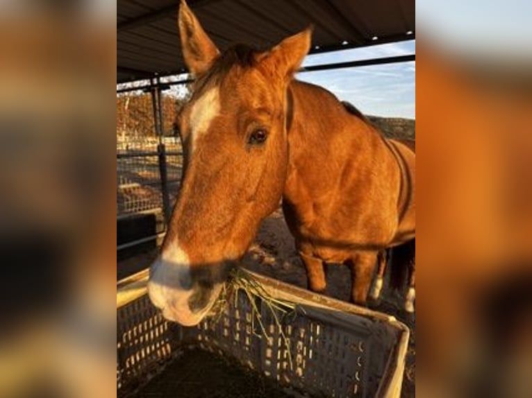 Tennessee walking horse Merrie 19 Jaar 152 cm Palomino in Agoura Hills, CA