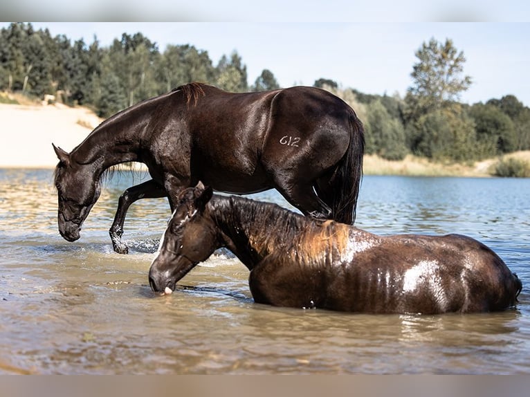 Tennessee walking horse Merrie 2 Jaar Zwart in Engelschoff