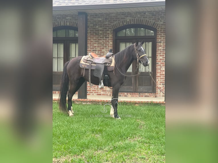 Tennessee walking horse Merrie 3 Jaar 142 cm Zwart in Independence, LA