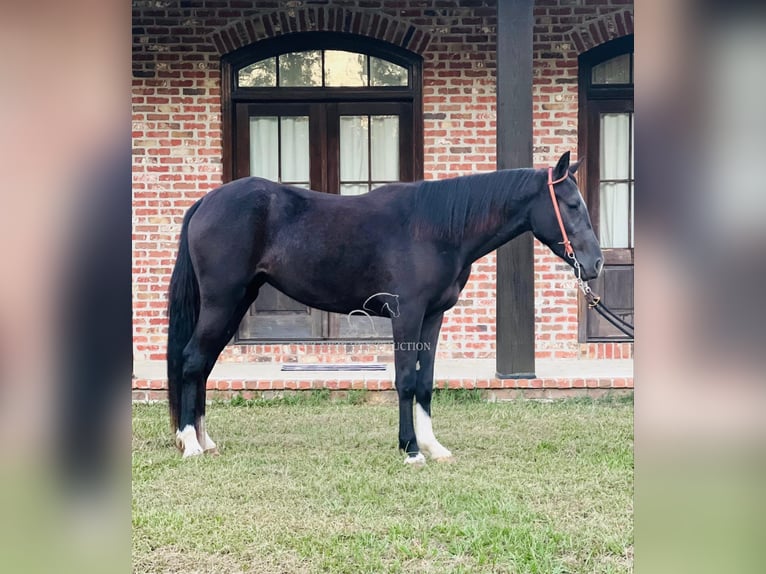 Tennessee walking horse Merrie 3 Jaar 142 cm Zwart in Independence, LA