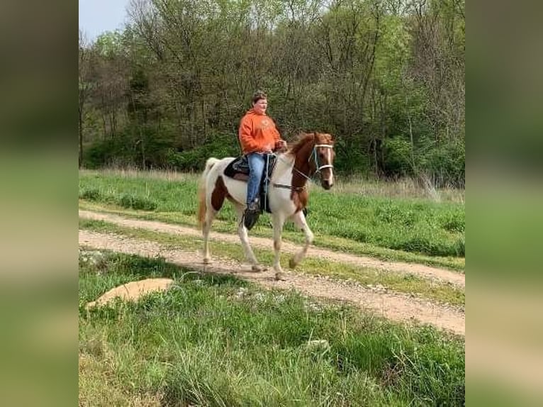 Tennessee walking horse Merrie 4 Jaar 152 cm Roodvos in Winchester, KY