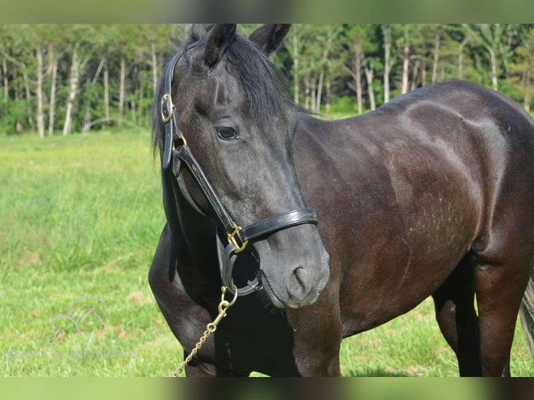 Tennessee walking horse Merrie 4 Jaar 152 cm Zwart in Park Hills, MO