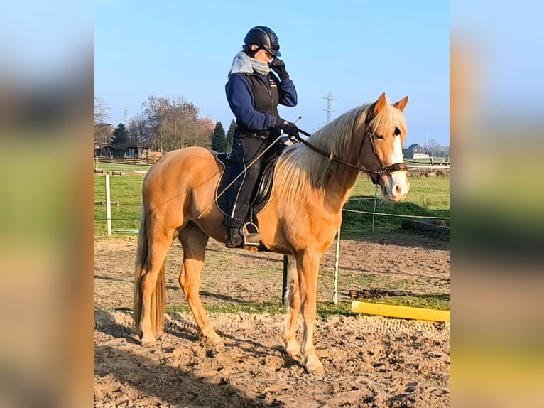 Tennessee walking horse Merrie 4 Jaar 154 cm Palomino in Voerde