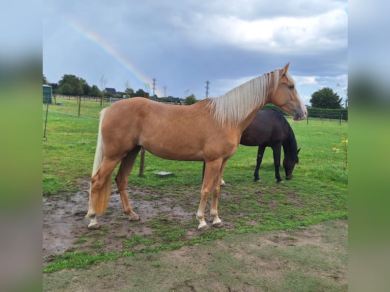 Tennessee walking horse Merrie 4 Jaar 154 cm Palomino in Voerde