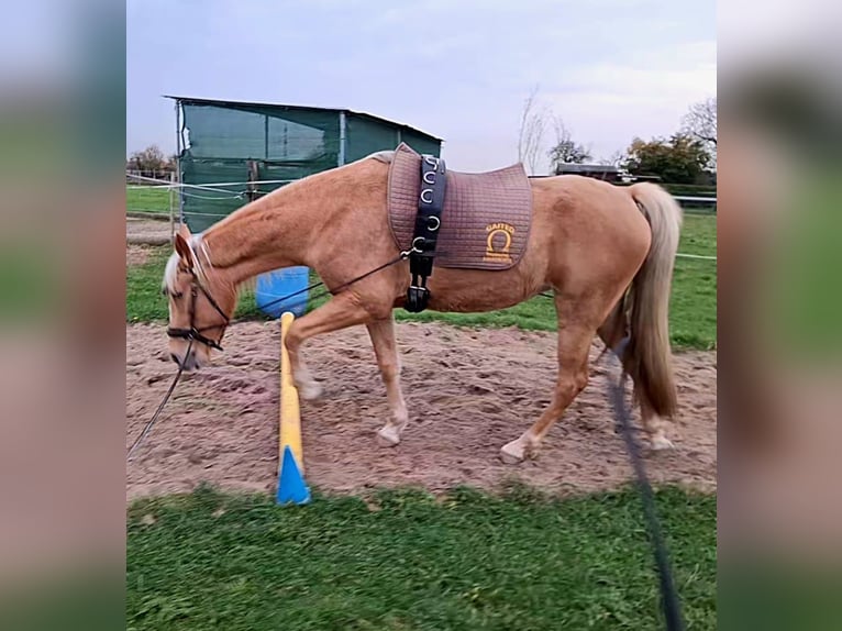 Tennessee walking horse Merrie 4 Jaar 154 cm Palomino in Voerde