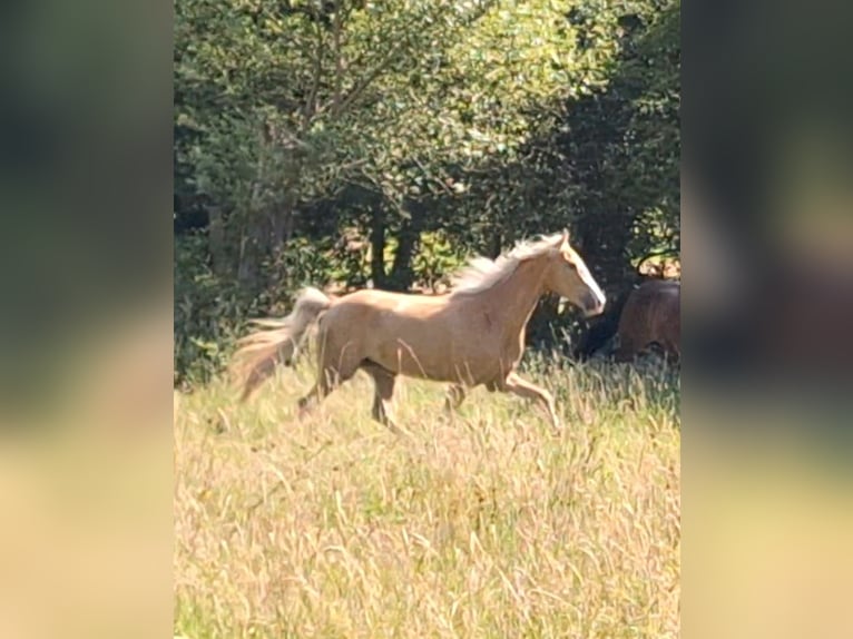 Tennessee walking horse Merrie 4 Jaar 154 cm Palomino in Voerde