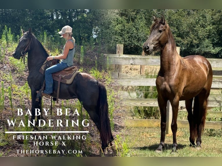 Tennessee walking horse Merrie 4 Jaar 157 cm Zwart in Vincent, AL