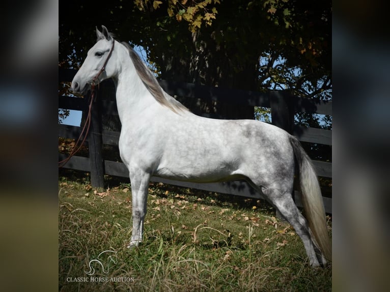 Tennessee walking horse Merrie 5 Jaar 142 cm Schimmel in Hustonville, KY