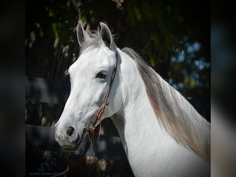 Tennessee walking horse Merrie 5 Jaar 142 cm Schimmel in Hustonville, KY