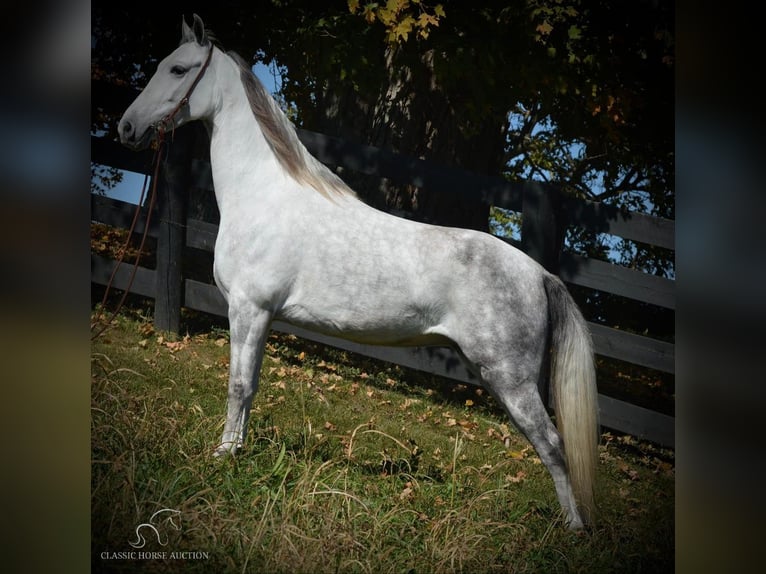 Tennessee walking horse Merrie 5 Jaar 142 cm Schimmel in Hustonville, KY