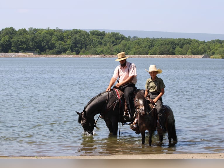 Tennessee walking horse Merrie 5 Jaar 155 cm Roan-Blue in Rebersburg