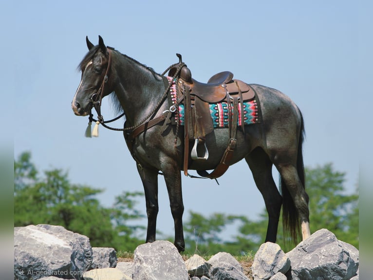 Tennessee walking horse Merrie 5 Jaar 155 cm Roan-Blue in Rebersburg