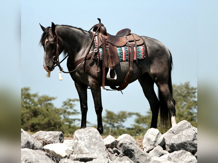 Tennessee walking horse Merrie 5 Jaar Roan-Blue in Rebersburg