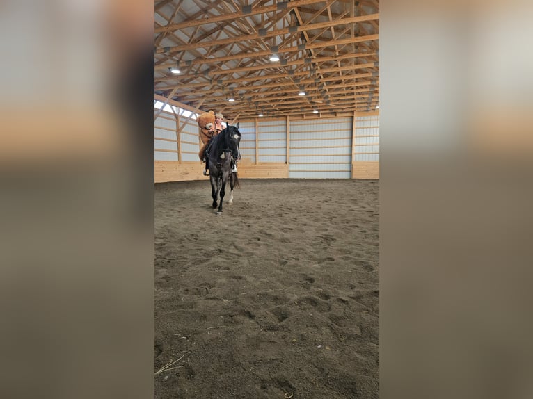 Tennessee walking horse Merrie 5 Jaar Roan-Blue in Rebersburg