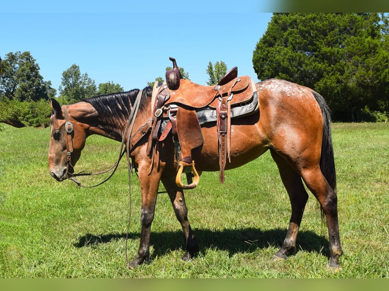 Tennessee walking horse Merrie 6 Jaar 137 cm Roodbruin in Greenville KY