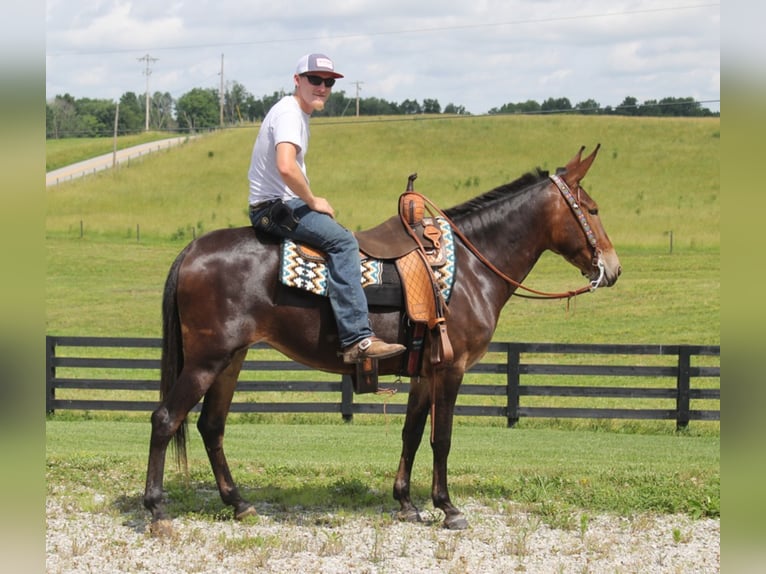 Tennessee walking horse Merrie 6 Jaar Donkerbruin in Whitley City KY