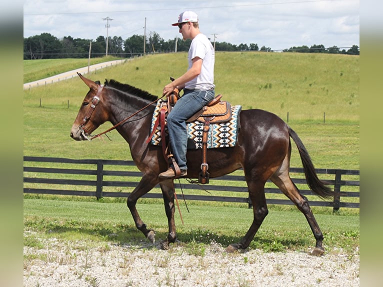 Tennessee walking horse Merrie 6 Jaar Donkerbruin in Whitley City KY