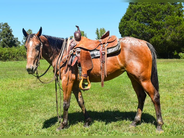 Tennessee walking horse Merrie 7 Jaar 137 cm Roodbruin in Greenville KY