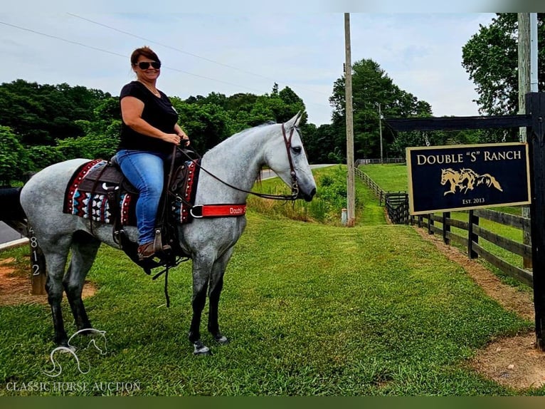 Tennessee walking horse Merrie 7 Jaar 142 cm Schimmel in Gillsville, ga