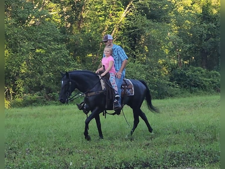 Tennessee walking horse Merrie 7 Jaar 150 cm Schimmel in West Liberty Ky