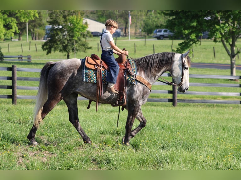 Tennessee walking horse Merrie 7 Jaar 152 cm Schimmel in Sonora, KY