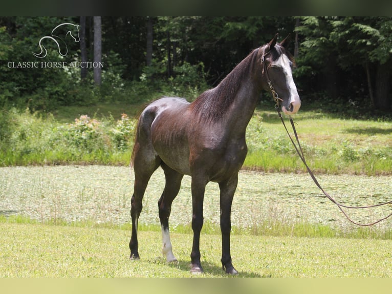 Tennessee walking horse Merrie 7 Jaar 152 cm Zwart in Whitley City