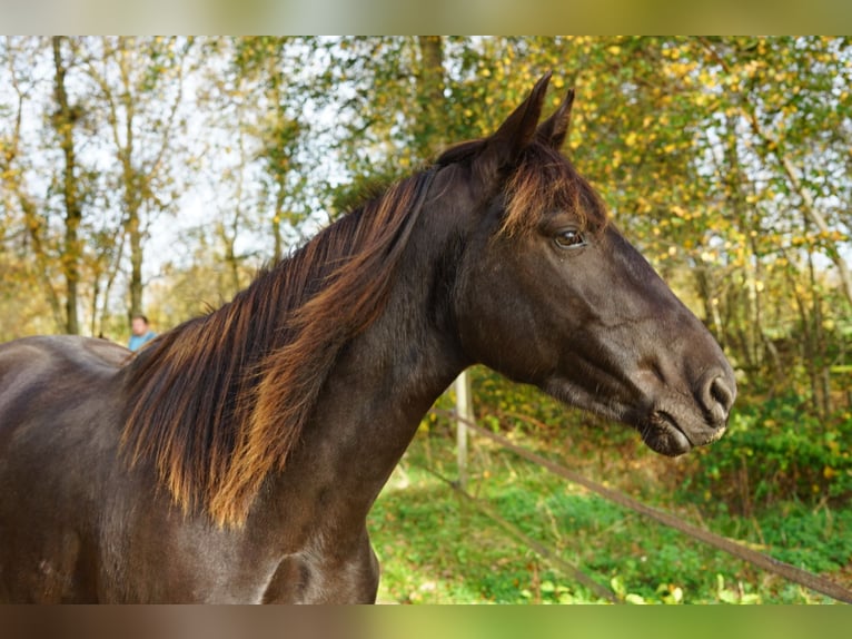 Tennessee walking horse Merrie 7 Jaar 155 cm Zwart in Engelschoff