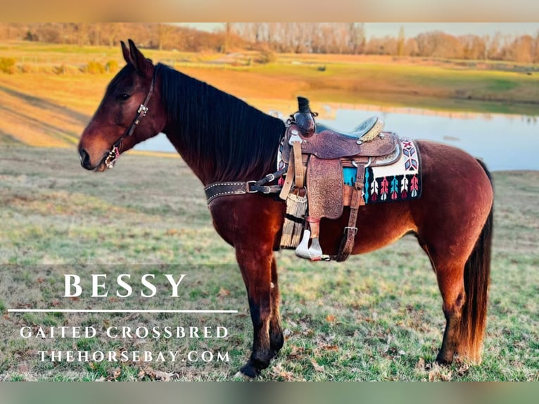 Tennessee walking horse Mix Merrie 7 Jaar 163 cm Roodbruin in Cave City, KY
