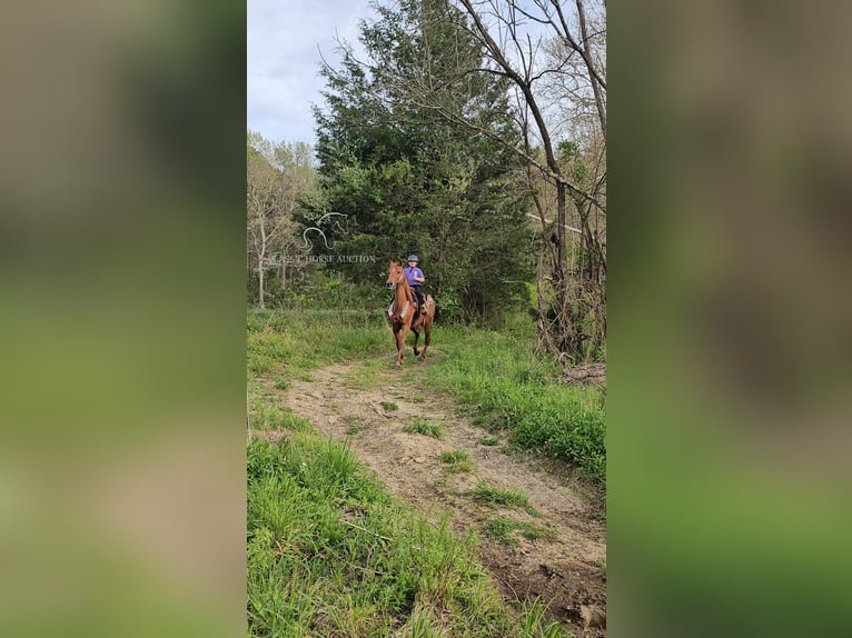 Tennessee walking horse Merrie 8 Jaar 142 cm Roodvos in Winchester, KY