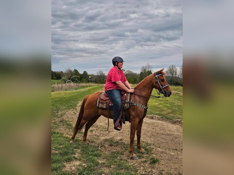 Tennessee walking horse Merrie 8 Jaar 142 cm Roodvos in Winchester, KY