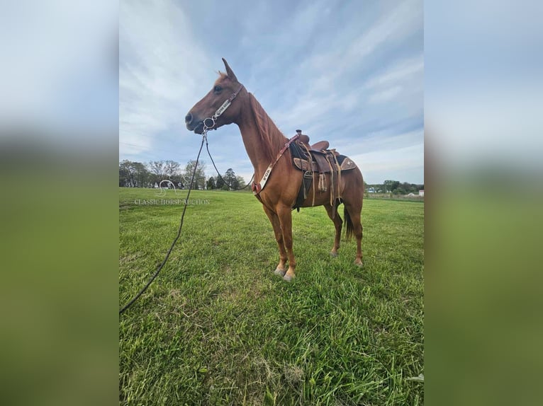 Tennessee walking horse Merrie 8 Jaar 142 cm Roodvos in Winchester, KY