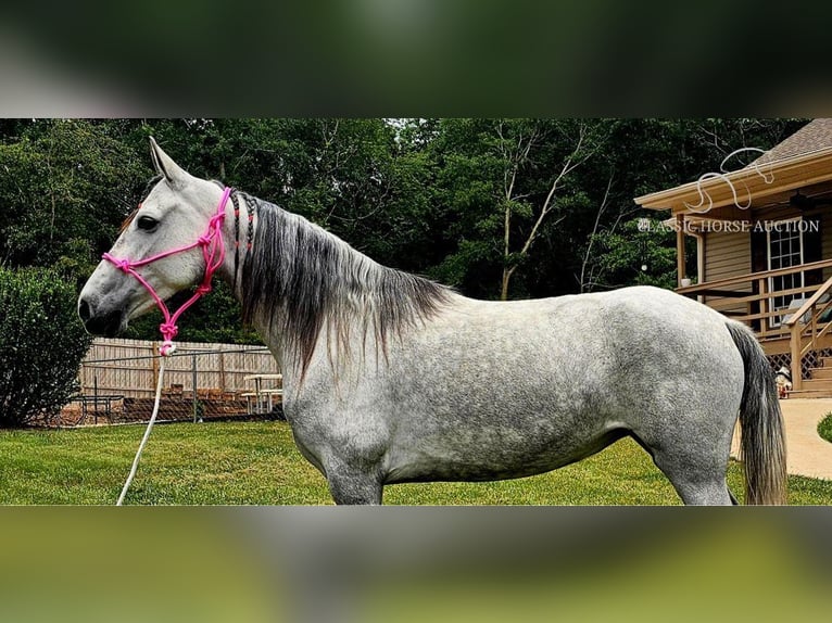 Tennessee walking horse Merrie 8 Jaar 142 cm Schimmel in Gillsville, ga