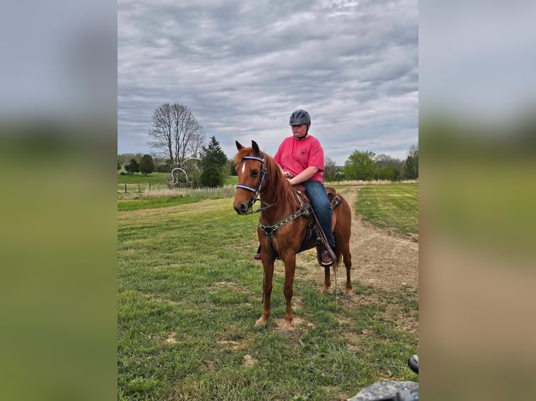 Tennessee walking horse Merrie 9 Jaar 142 cm Roodvos in Winchester, KY