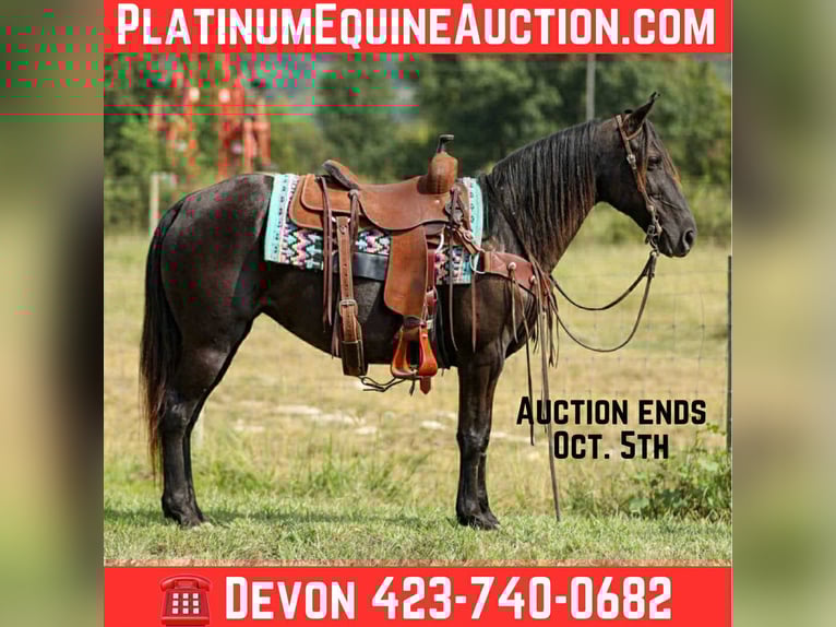 Tennessee walking horse Merrie 9 Jaar 147 cm Zwart in Cleveland Tn