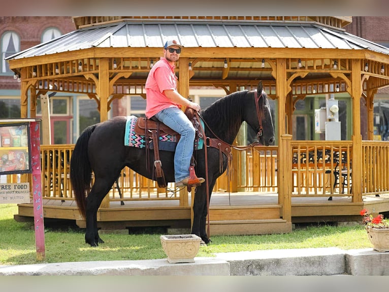 Tennessee walking horse Merrie 9 Jaar 147 cm Zwart in Cleveland Tn