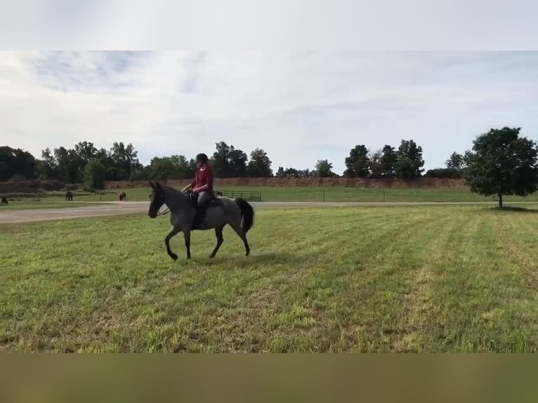 Tennessee walking horse Merrie 9 Jaar 150 cm Roan-Blue in Pinckney MI