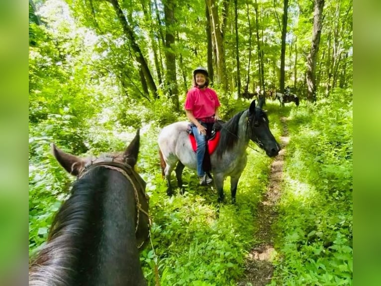 Tennessee walking horse Merrie 9 Jaar 150 cm Roan-Blue in Pinckney MI