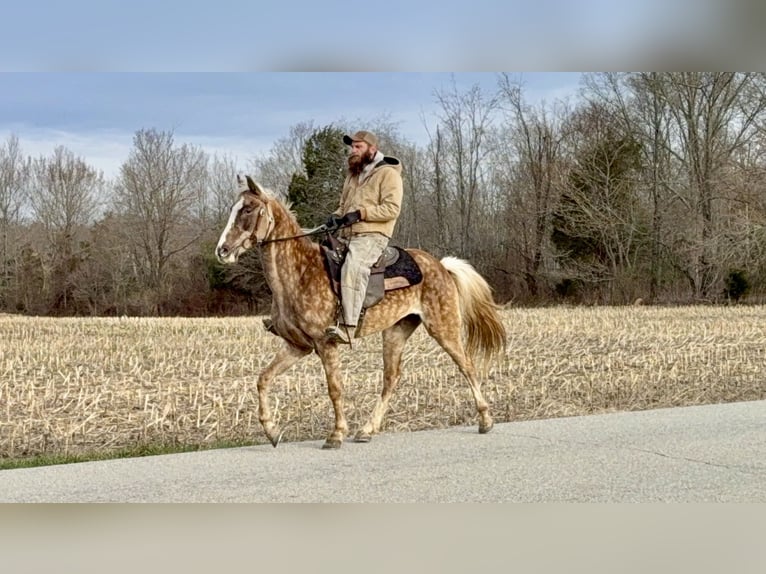Tennessee walking horse Merrie 9 Jaar 152 cm Appelschimmel in Bethel