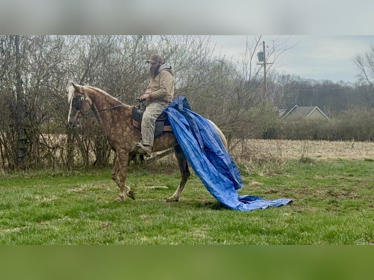 Tennessee walking horse Merrie 9 Jaar 152 cm Appelschimmel in Bethel