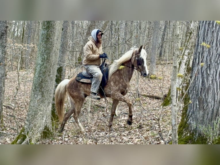 Tennessee walking horse Merrie 9 Jaar 152 cm Appelschimmel in Bethel