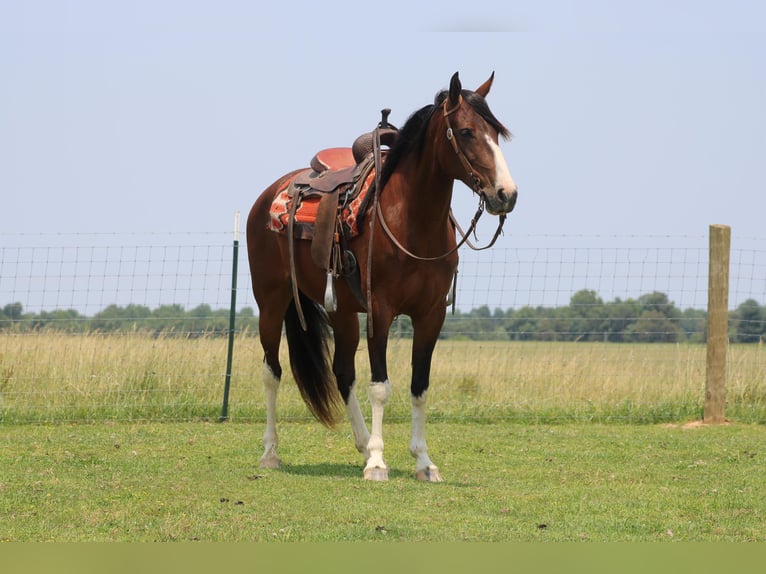 Tennessee walking horse Merrie 9 Jaar 155 cm Roodbruin in Sonora KY