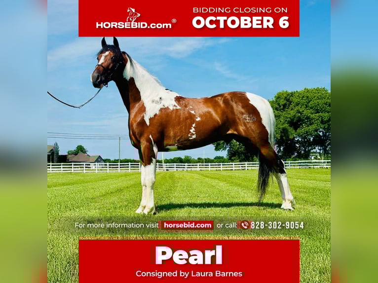 Tennessee walking horse Merrie 9 Jaar 155 cm Tobiano-alle-kleuren in Lewisburg