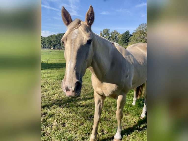 Tennessee walking horse Merrie 9 Jaar 160 cm Champagne in Sint Anthonis