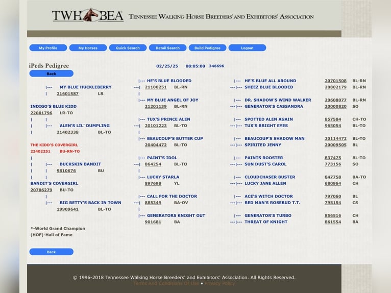 Tennessee walking horse Merrie Veulen (04/2025) 152 cm Tobiano-alle-kleuren in Albion