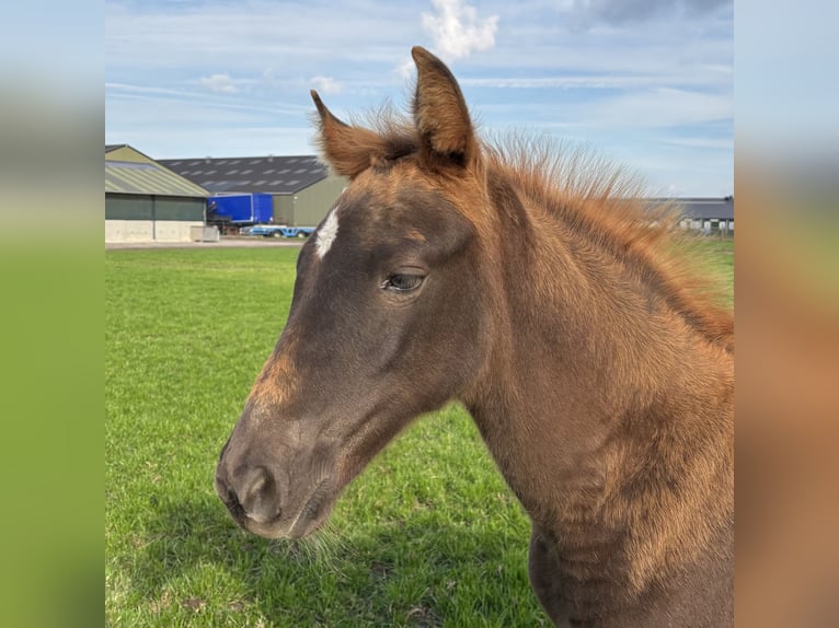 Tennessee walking horse Merrie Veulen (08/2025) Donkere-vos in Cuijk