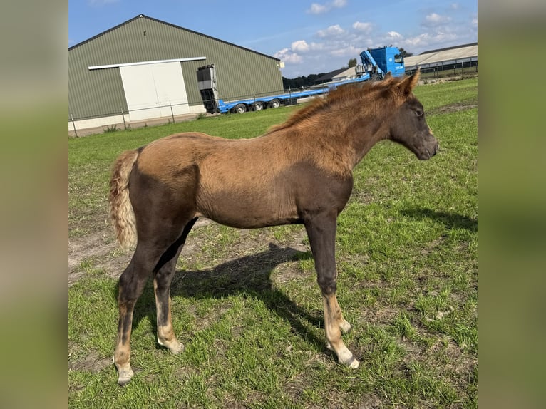 Tennessee walking horse Merrie Veulen (08/2025) Donkere-vos in Cuijk